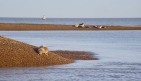 Shinglestreet_seals.jpg
