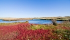 Singlestreet_saltmarsh_flowers.jpg