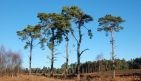 Rendlesham-Forest.jpg